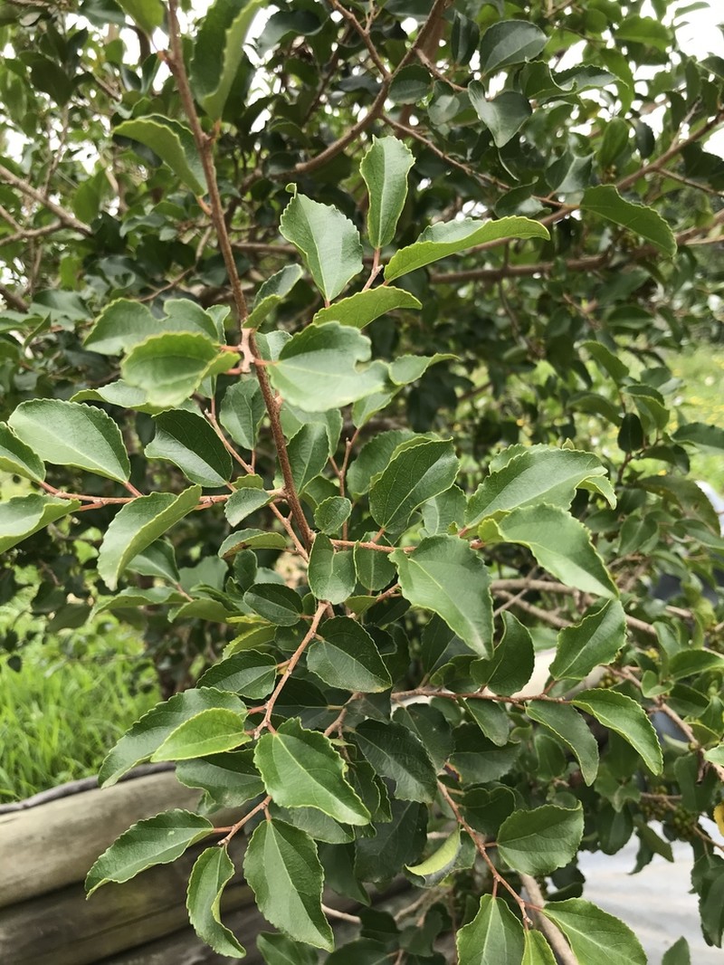 Trimeria trinervis photo 2