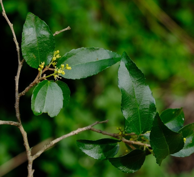 Trimeria trinervis photo 3