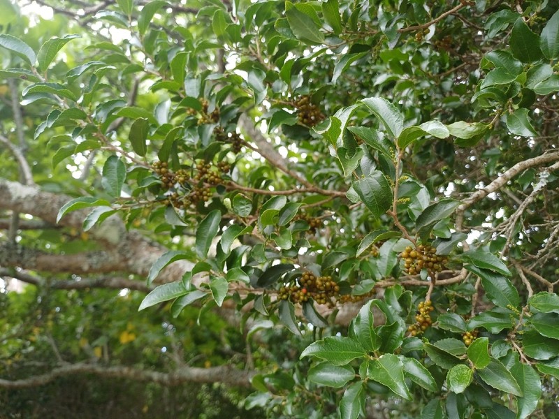 Trimeria trinervis photo 4