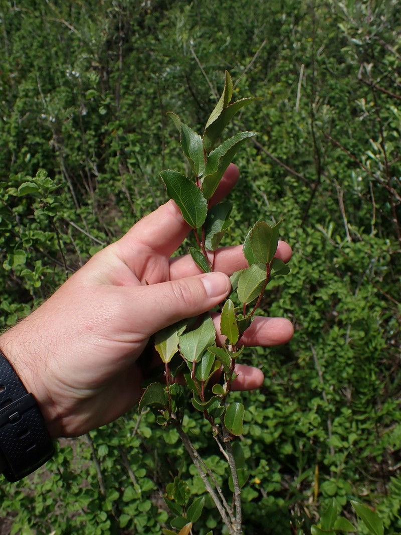 Trimeria trinervis photo 5