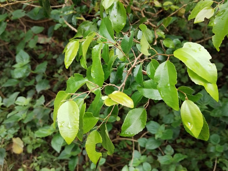 Trimeria trinervis photo 6