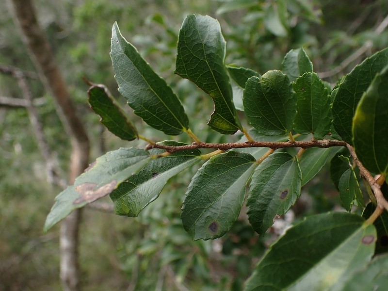 Trimeria trinervis photo 8