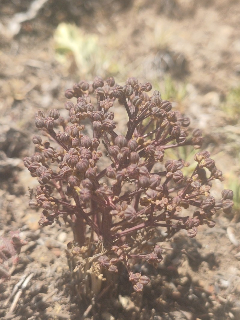 Trinia castroviejoi