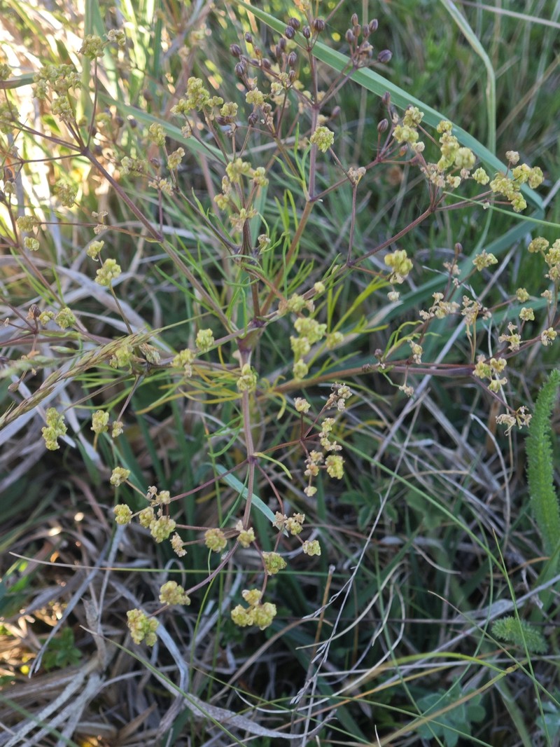 Trinia glauca subsp. glauca