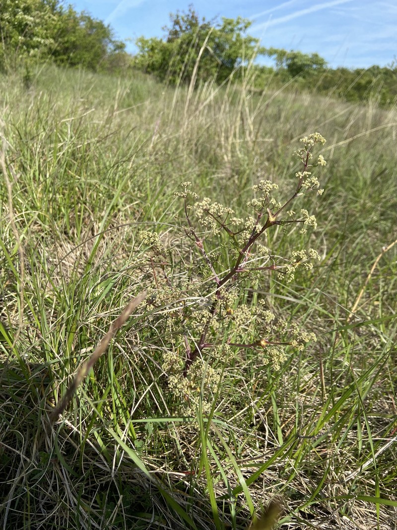 Trinia glauca subsp. glauca photo 2