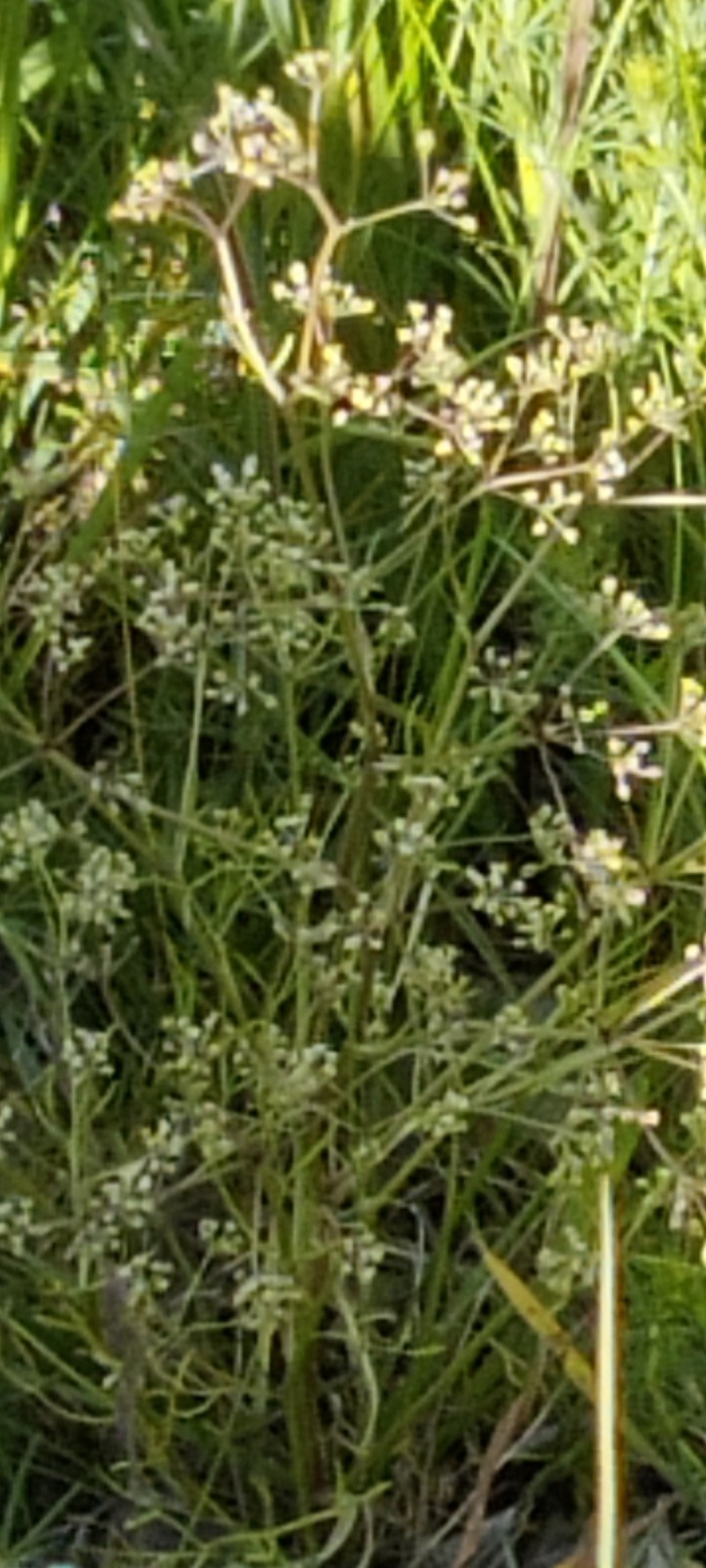 Trinia glauca subsp. glauca photo 3