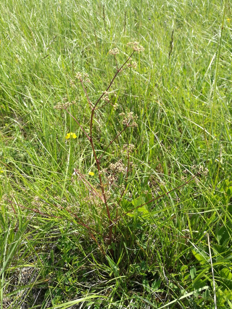Trinia glauca subsp. glauca photo 4