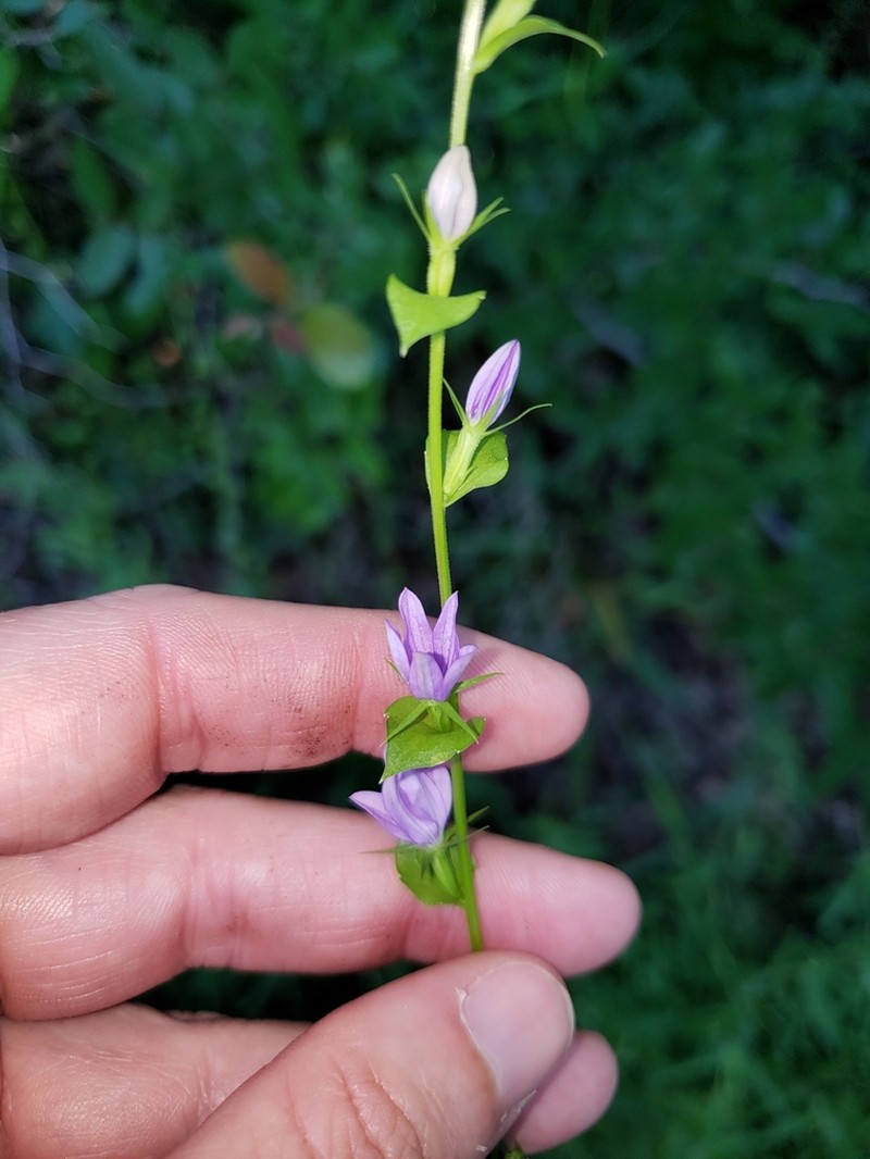 Prairie Venus' Looking-Glass