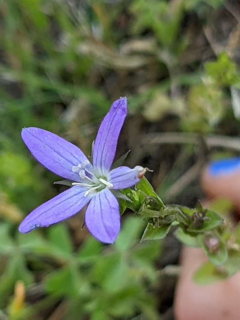 Prairie Venus' Looking-Glass photo 2