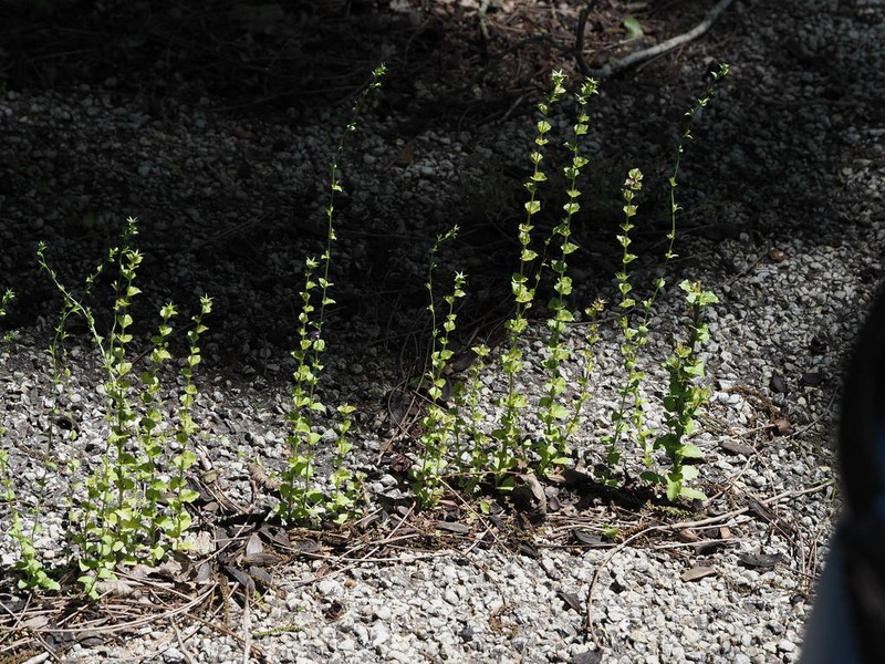 Prairie Venus' Looking-Glass photo 3