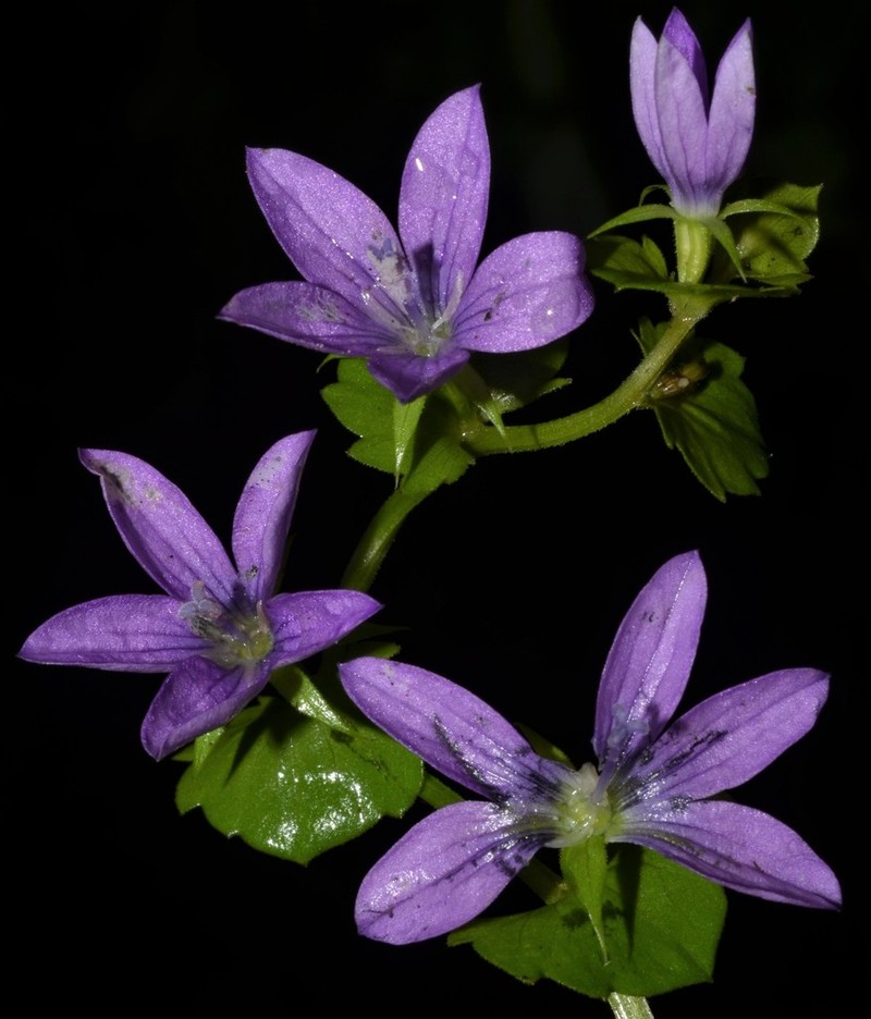 Prairie Venus' Looking-Glass photo 4