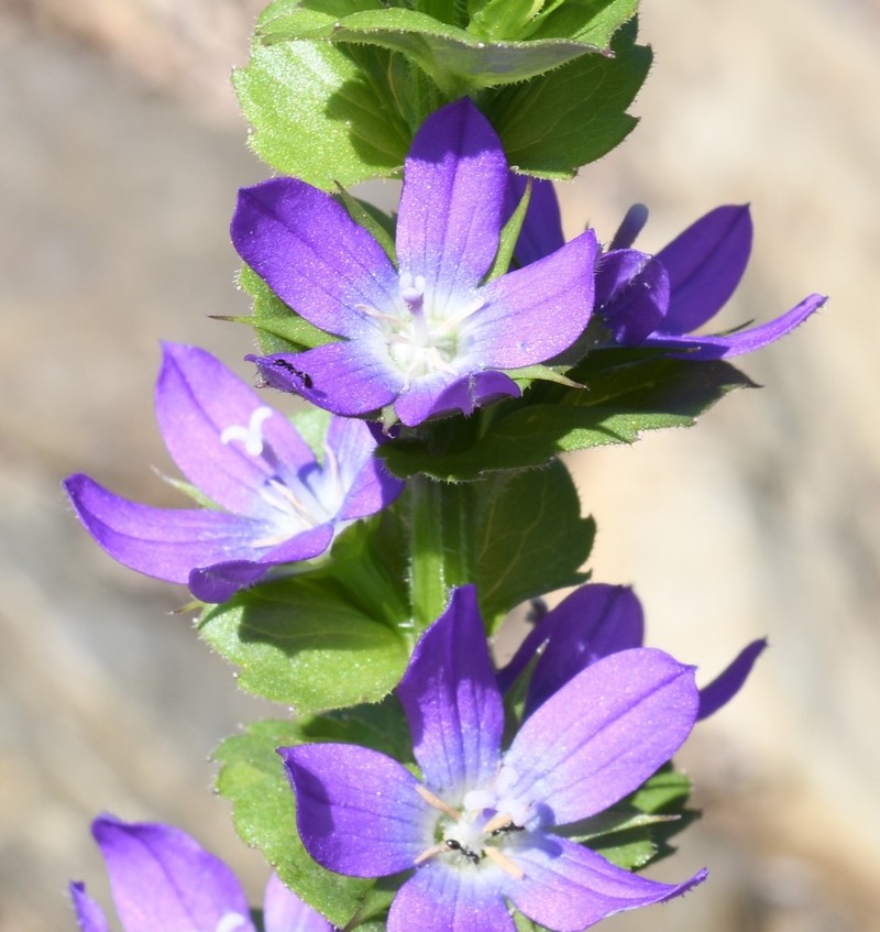 Prairie Venus' Looking-Glass photo 5