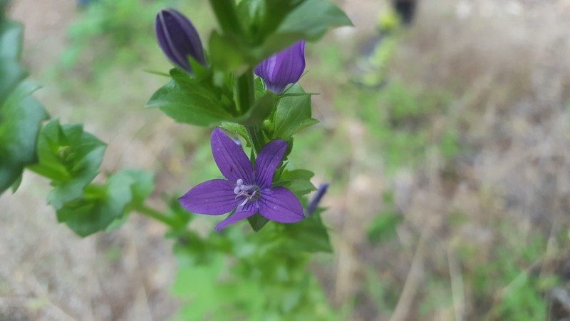 Prairie Venus' Looking-Glass photo 6
