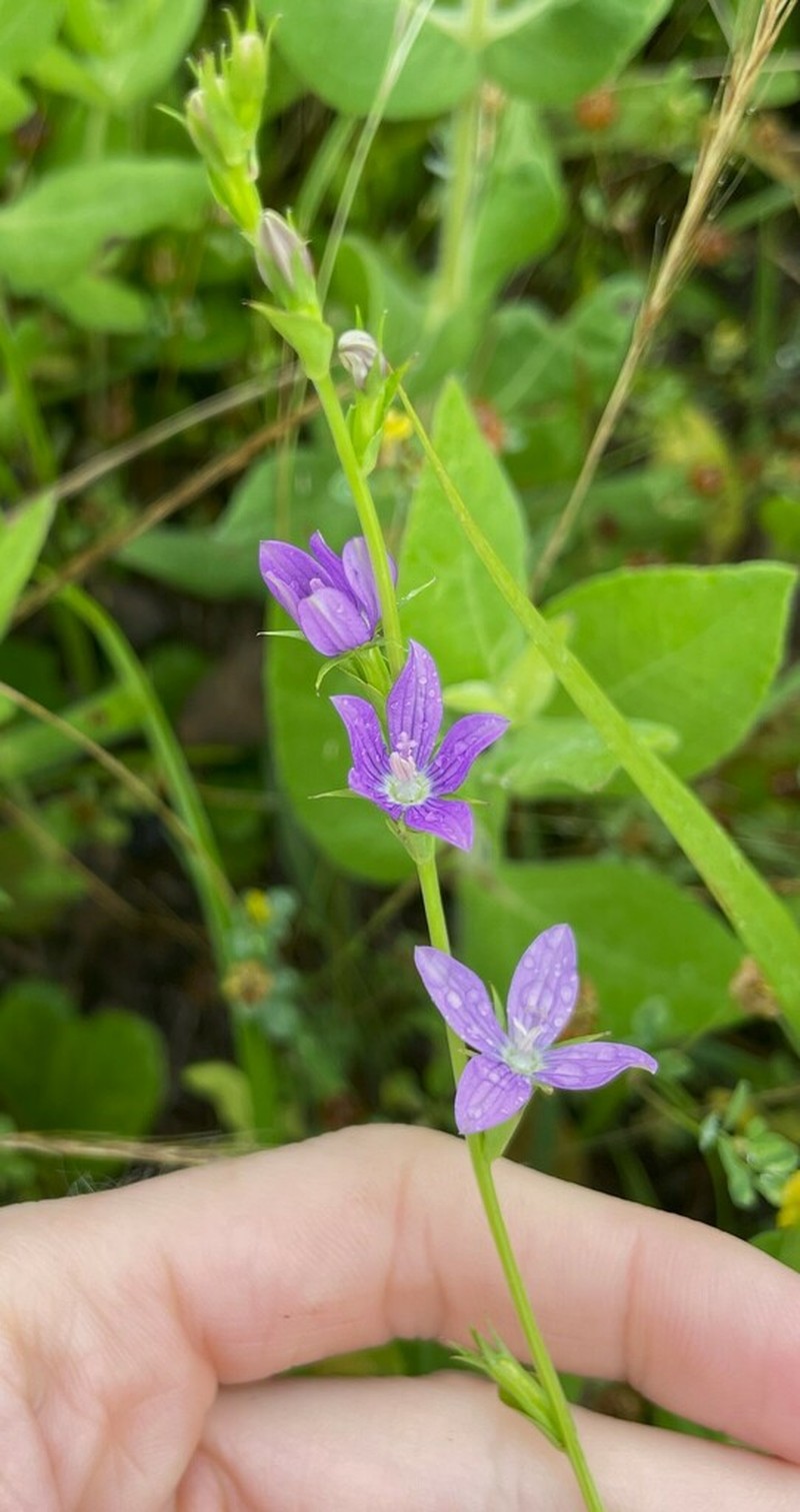 Prairie Venus' Looking-Glass photo 7