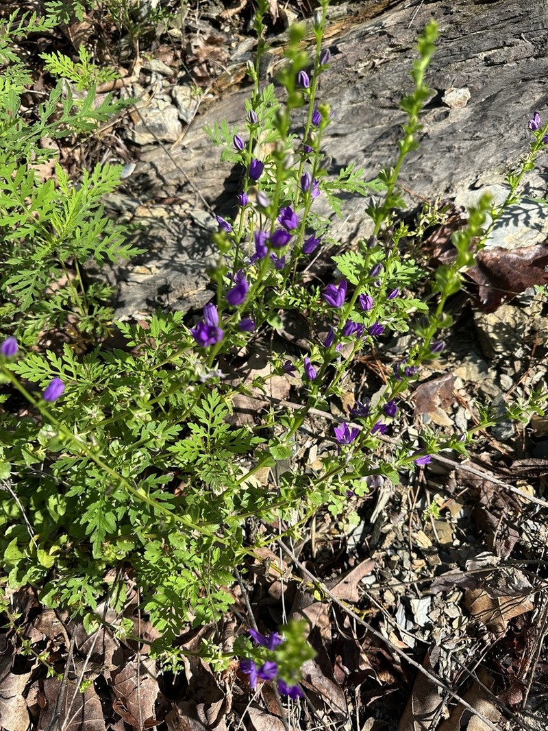 Prairie Venus' Looking-Glass photo 8