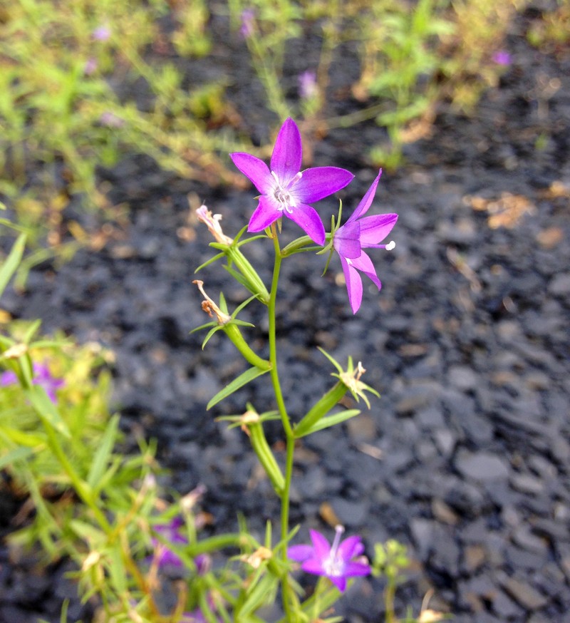 Slimpod Venus' Looking-Glass