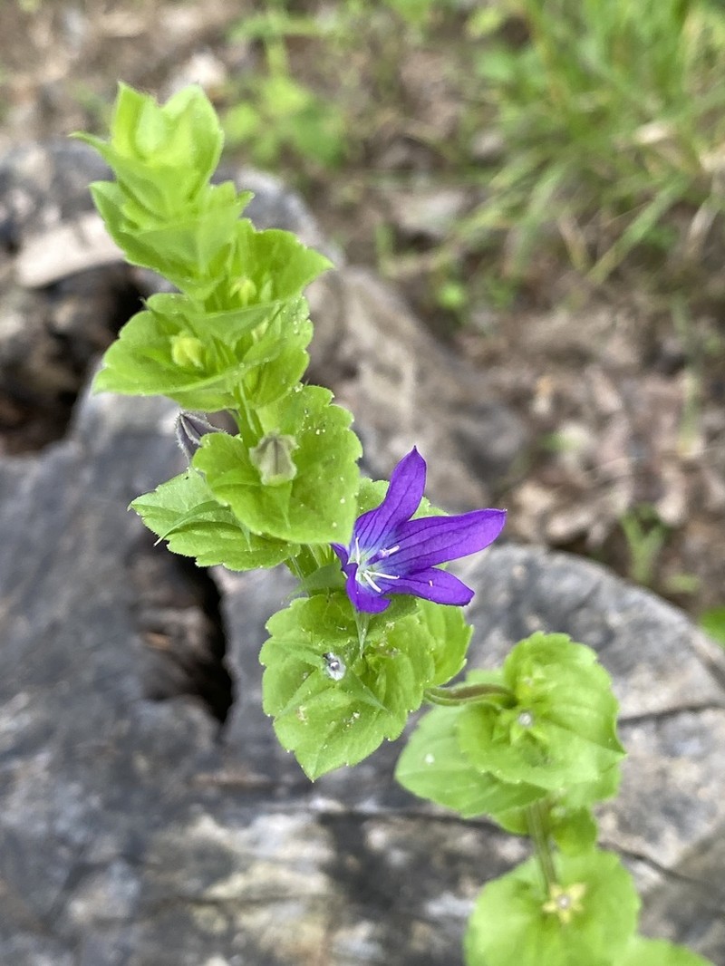Clasping Venus' Looking-Glass photo 6