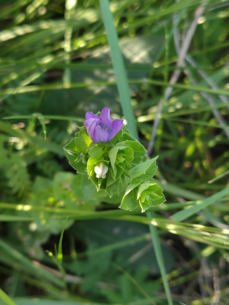 Clasping Venus' Looking-Glass photo 7
