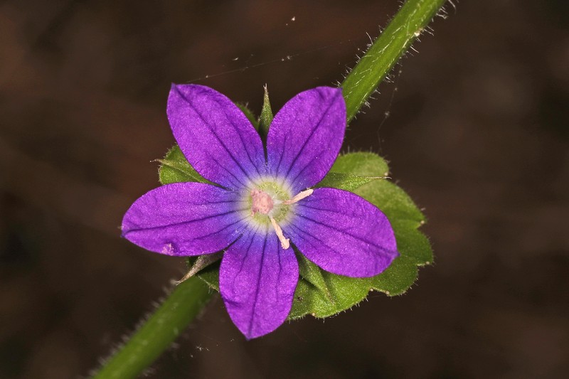 Clasping Venus' Looking-Glass photo 5
