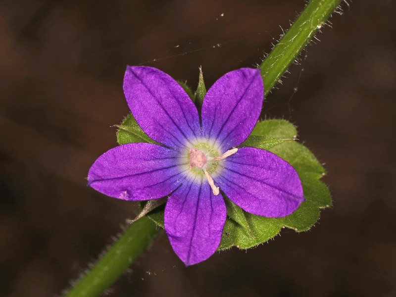Clasping Venus' Looking-Glass photo 2