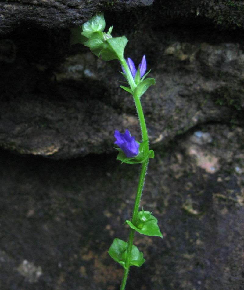 Clasping Venus' Looking-Glass photo 4