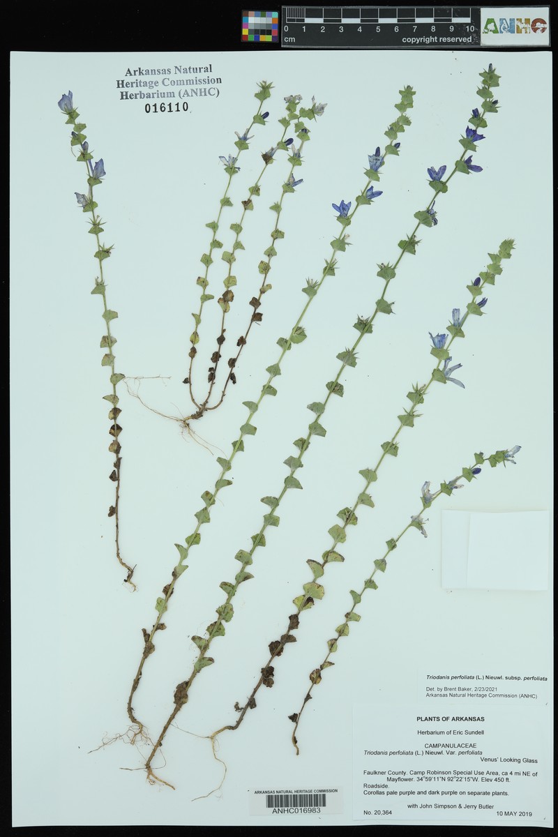 Triodanis perfoliata subsp. perfoliata