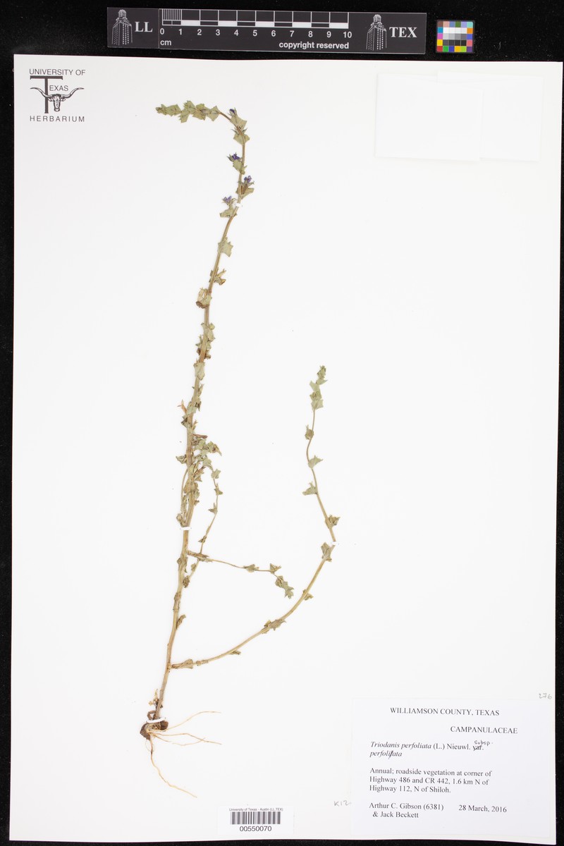 Triodanis perfoliata subsp. perfoliata photo 2