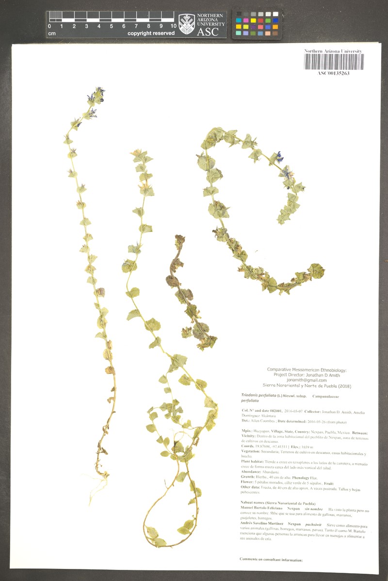 Triodanis perfoliata subsp. perfoliata photo 3