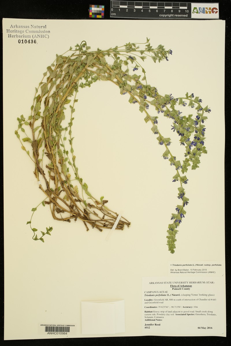 Triodanis perfoliata subsp. perfoliata photo 4