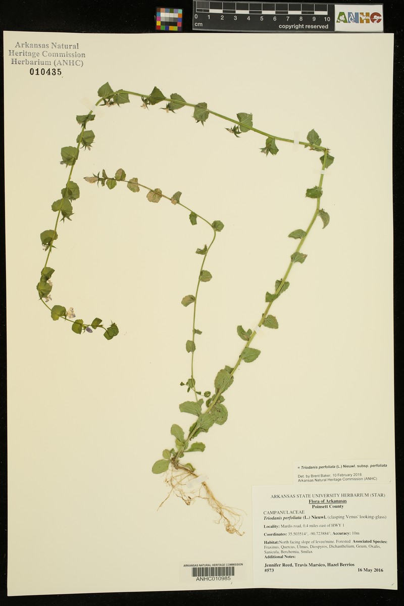 Triodanis perfoliata subsp. perfoliata photo 5