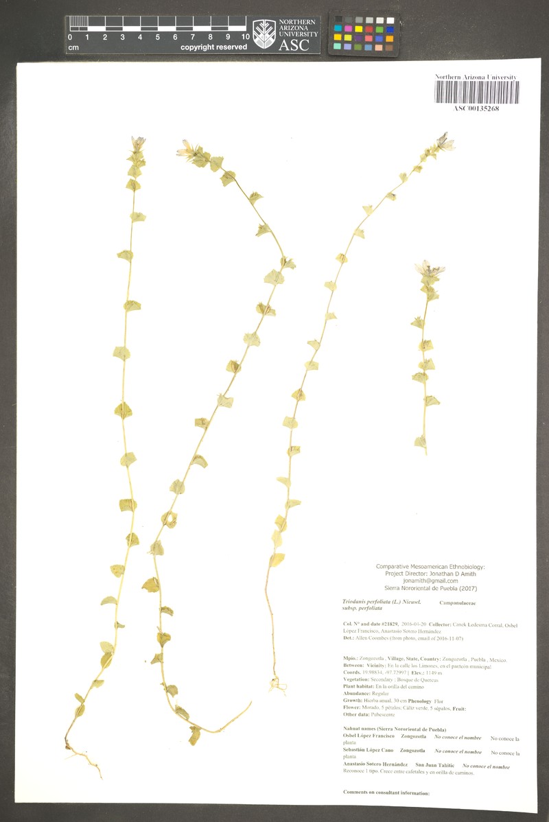 Triodanis perfoliata subsp. perfoliata photo 6