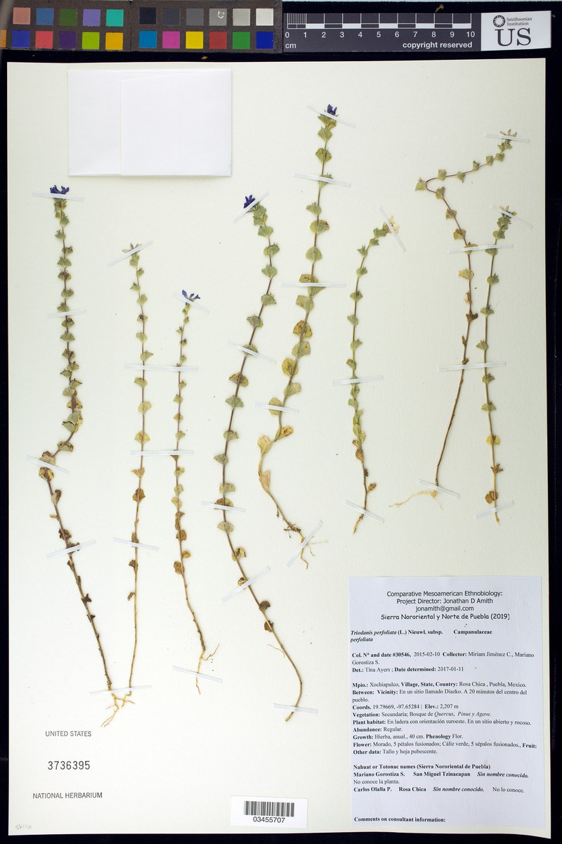 Triodanis perfoliata subsp. perfoliata photo 7