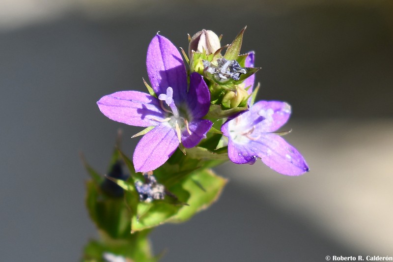 Texas Venus' Looking-Glass photo 4