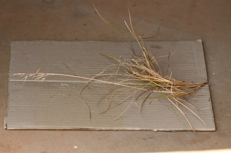 Triodia avenoides