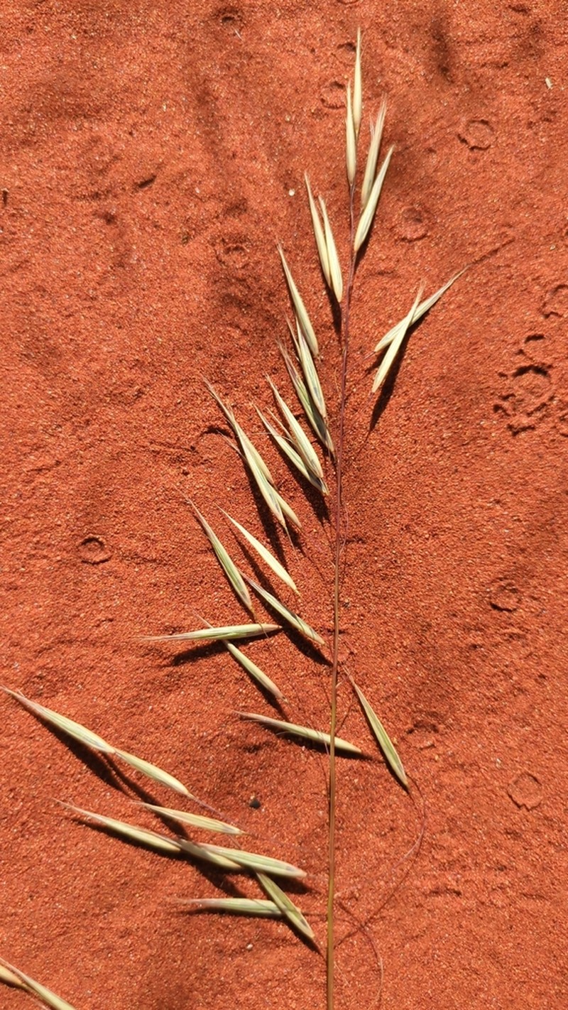 Triodia avenoides photo 2