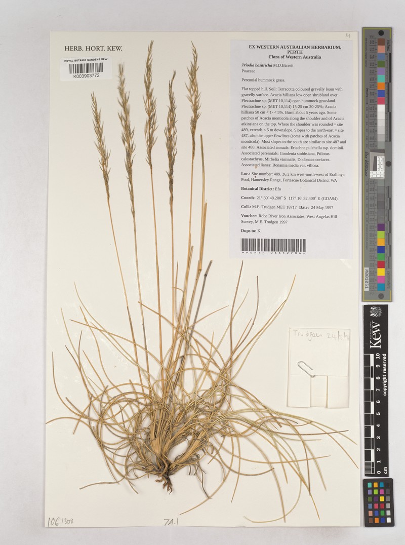 Triodia basitricha