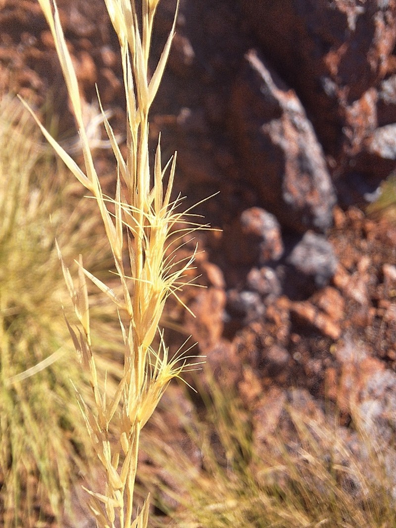 Triodia pisoliticola