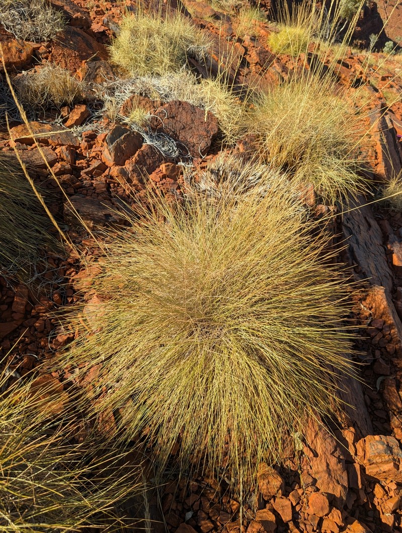 Triodia pisoliticola photo 3
