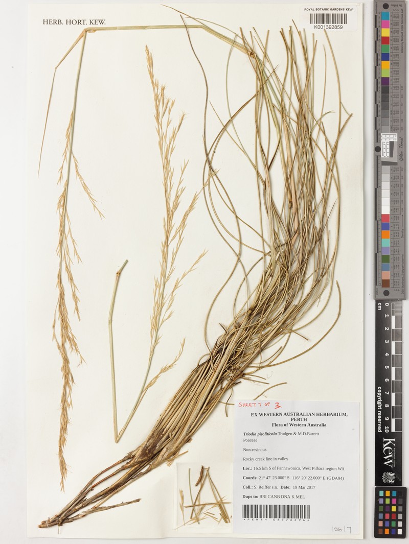 Triodia pisoliticola photo 5