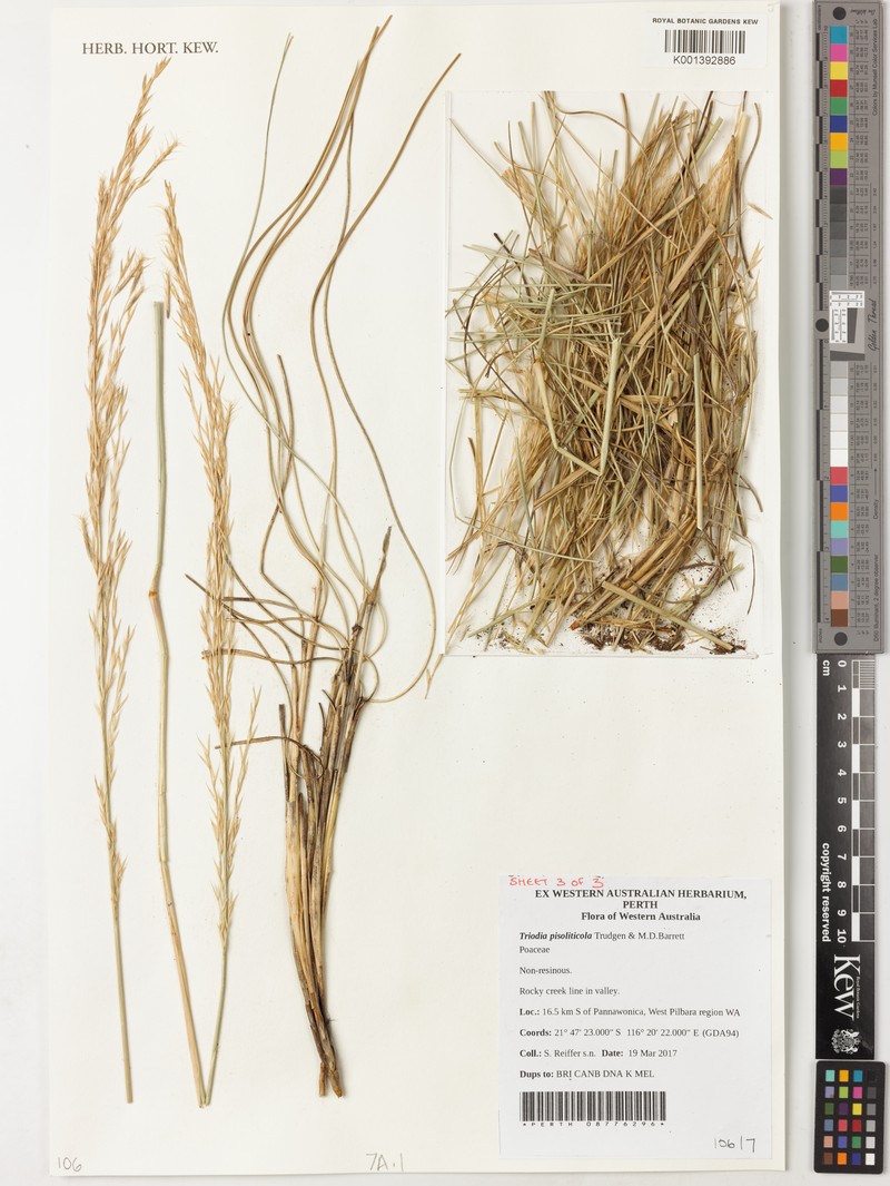 Triodia pisoliticola photo 6
