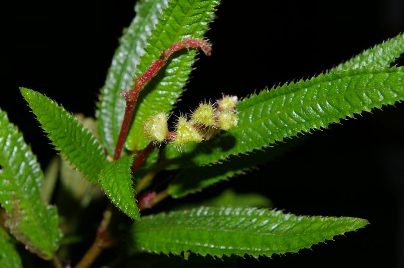 Triolena rojasiae