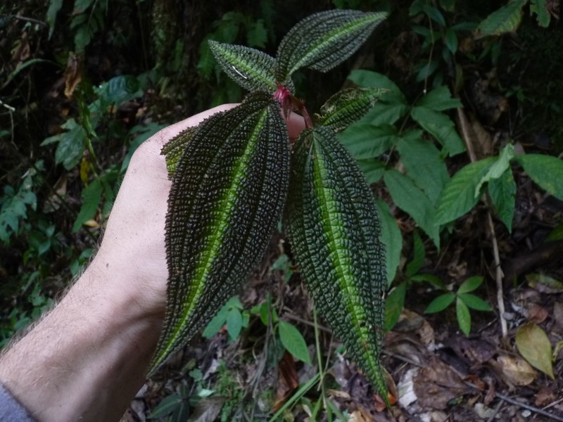 Triolena vasquezii