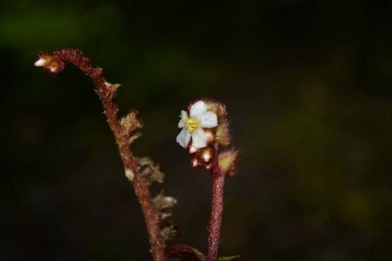 Triolena vasquezii photo 2