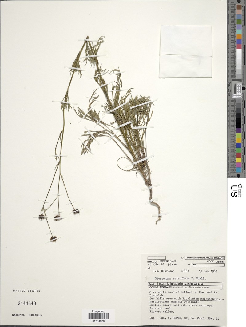 Trioncinia retroflexa
