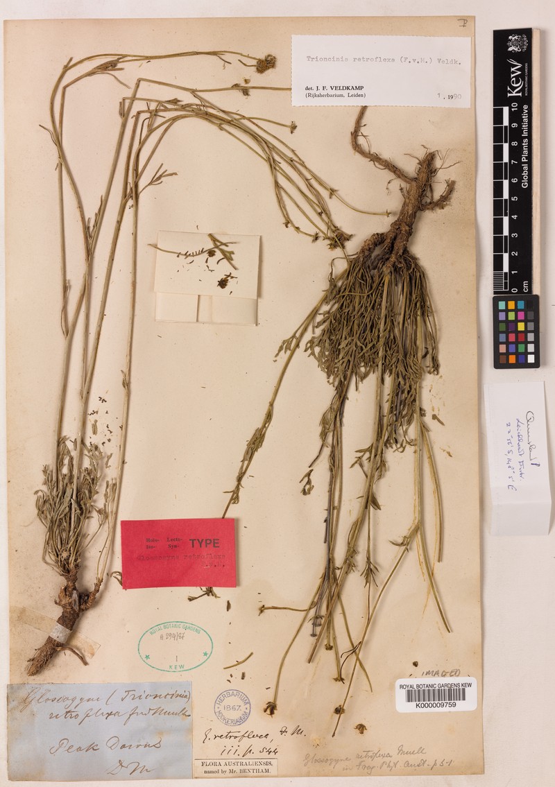 Trioncinia retroflexa photo 2