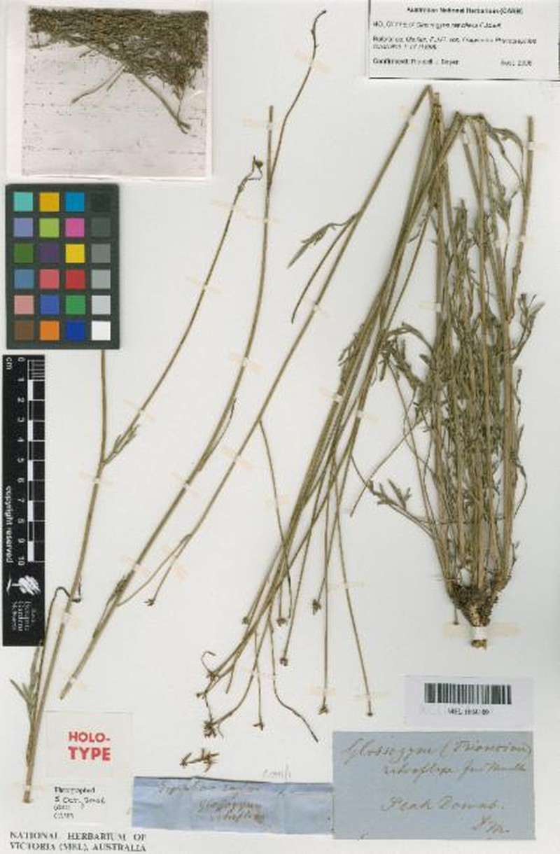 Trioncinia retroflexa photo 3