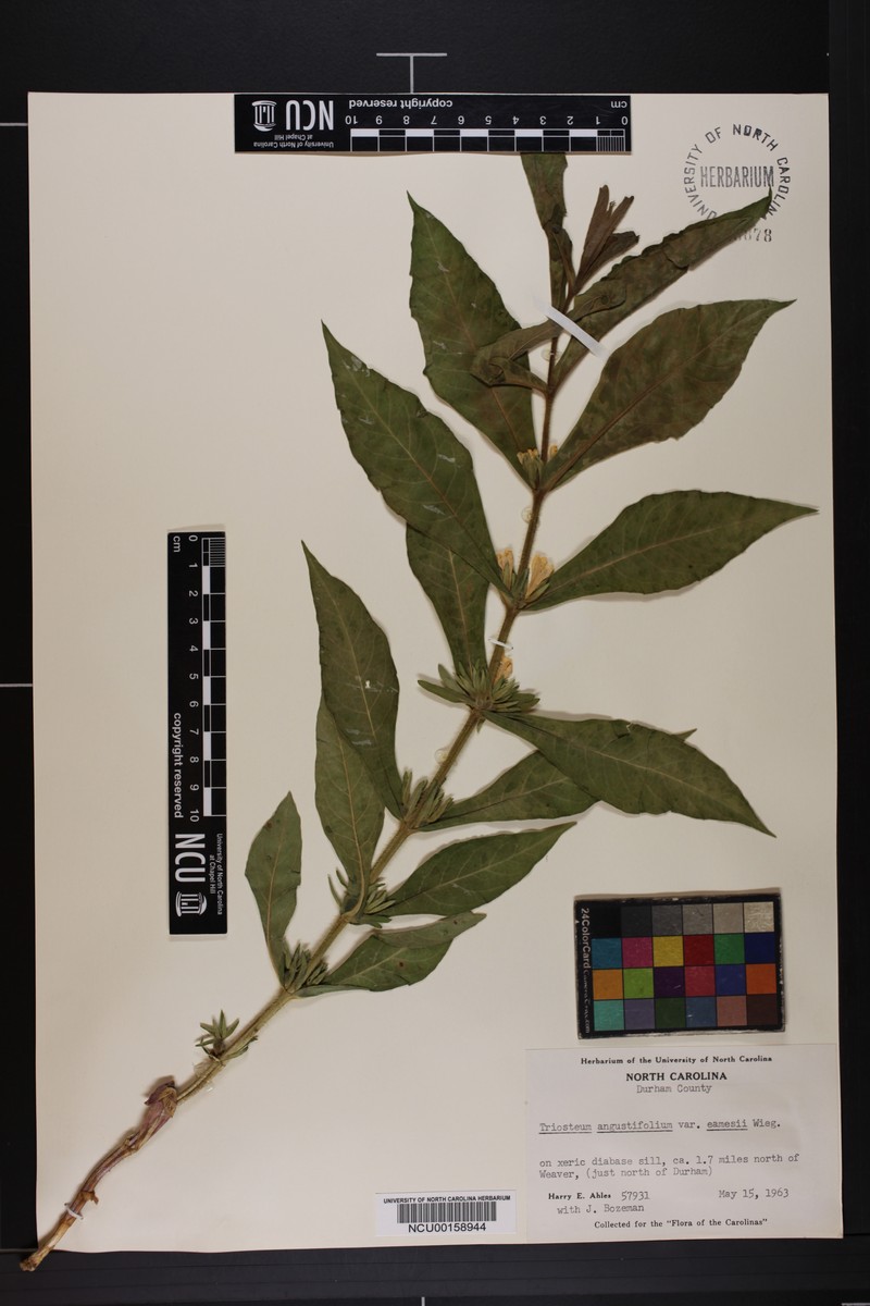 Triosteum × eamesii photo 2