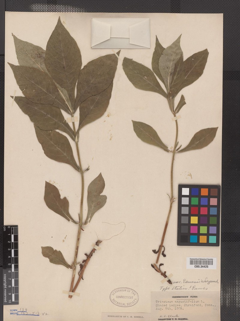 Triosteum × eamesii photo 3