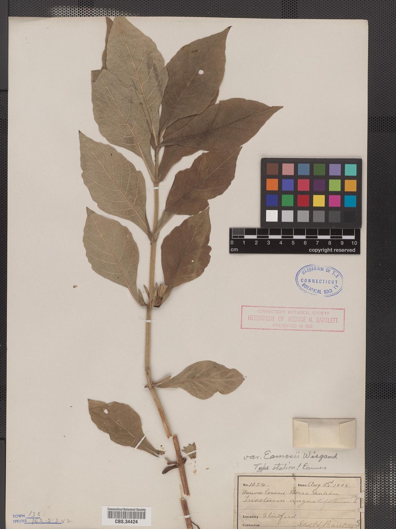 Triosteum × eamesii photo 4