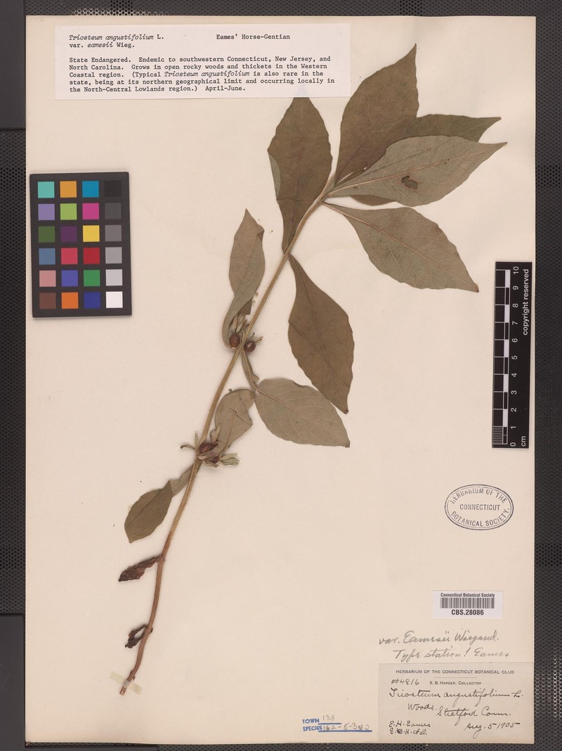 Triosteum × eamesii photo 5